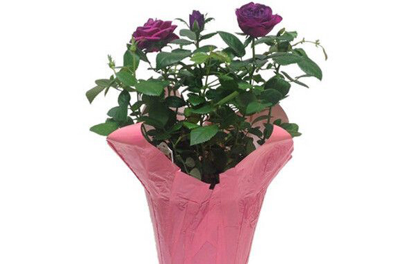 flower-pot-covers-600x380